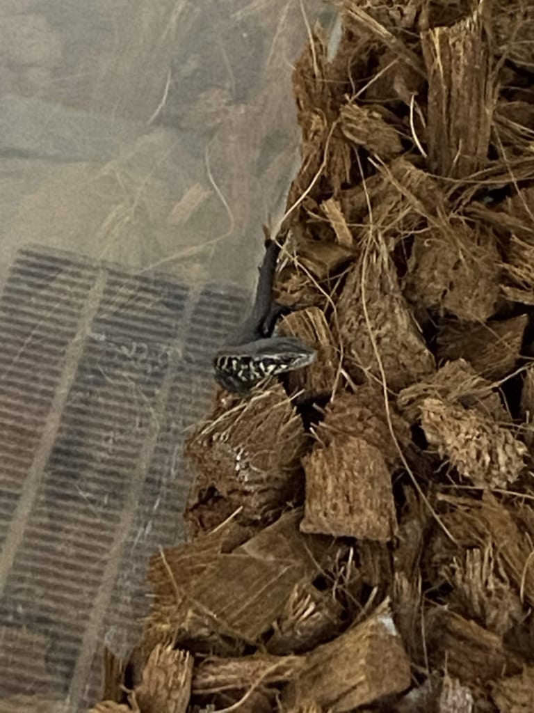 モレレットアリゲータートカゲ（ベビー）