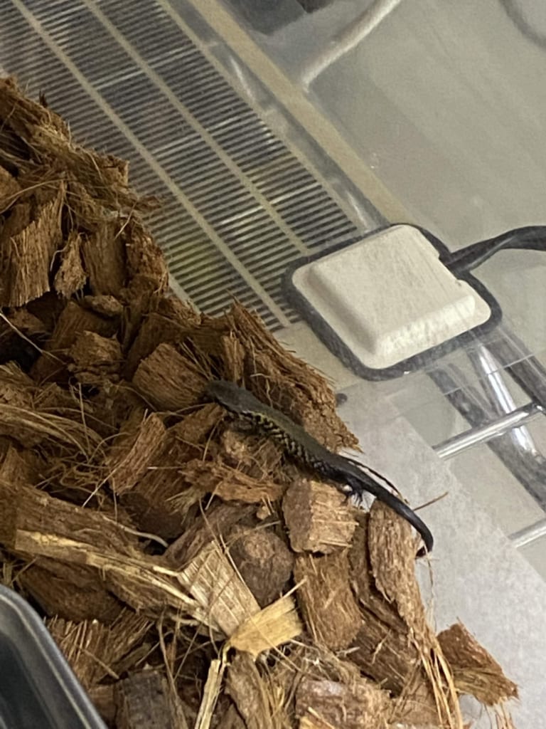 モレレットアリゲータートカゲ（ベビー）