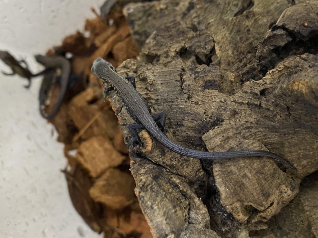 モレレットアリゲータートカゲ（ベビー）