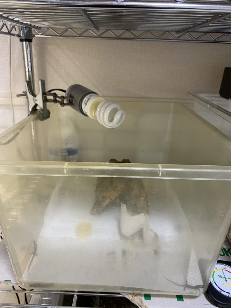 モレレットアリゲータートカゲ飼育環境