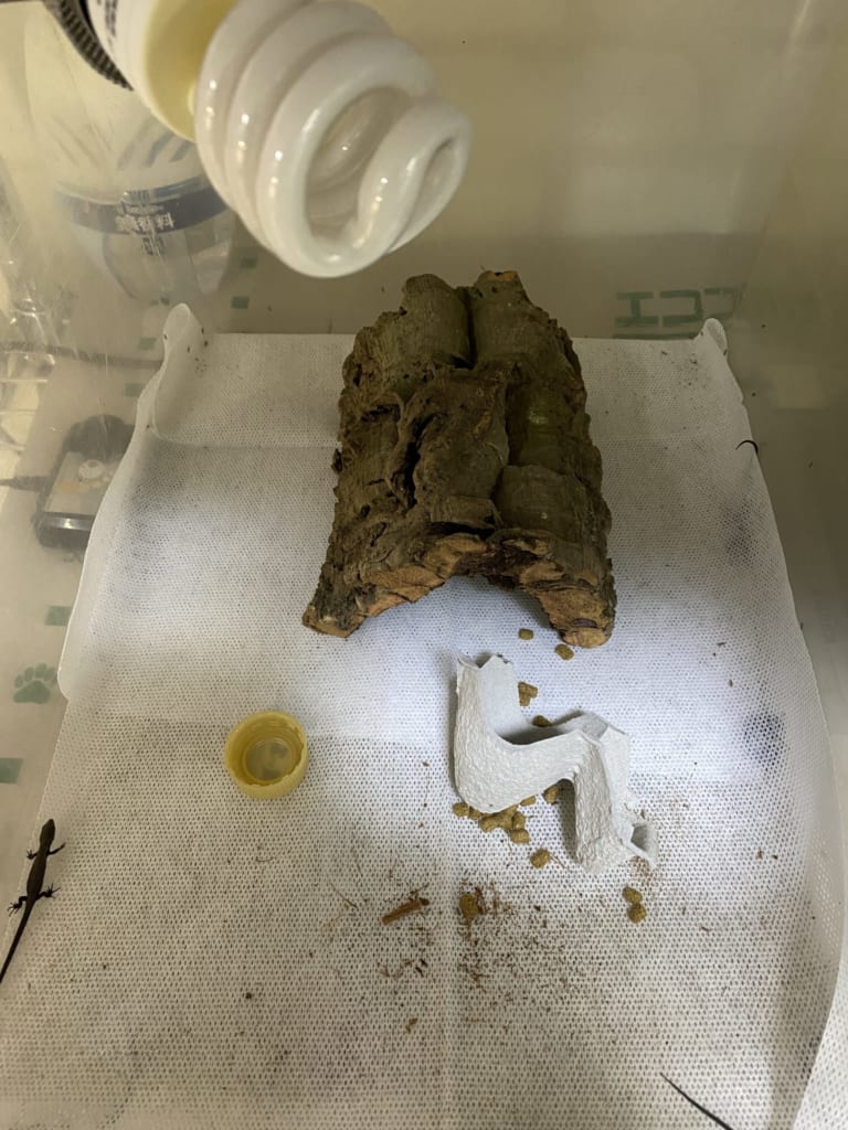 モレレットアリゲータートカゲ飼育環境