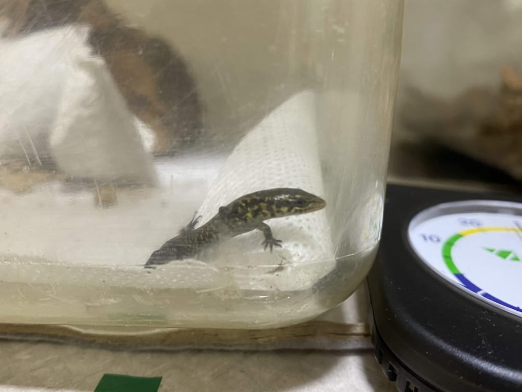 モレレットアリゲータートカゲ飼育環境