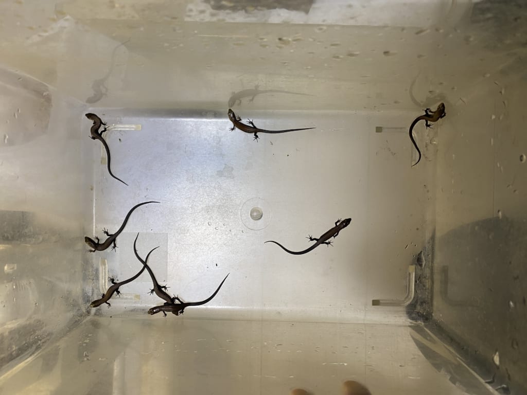 モレレットアリゲータートカゲ2019CB