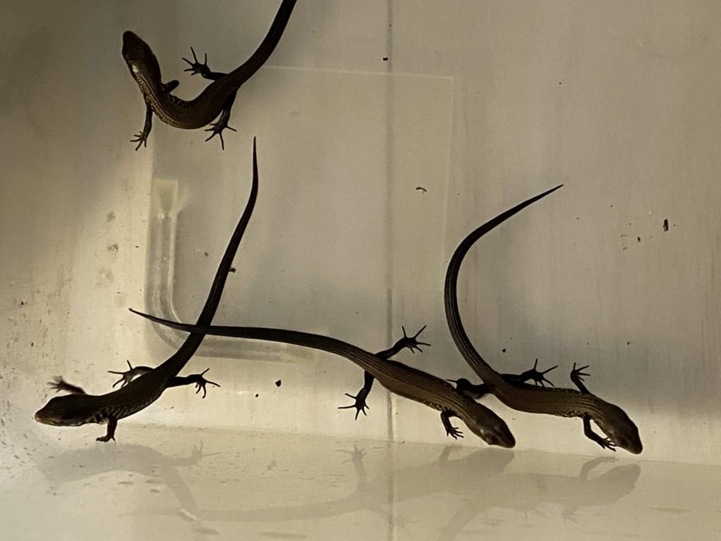 モレレットアリゲータートカゲ2019CB