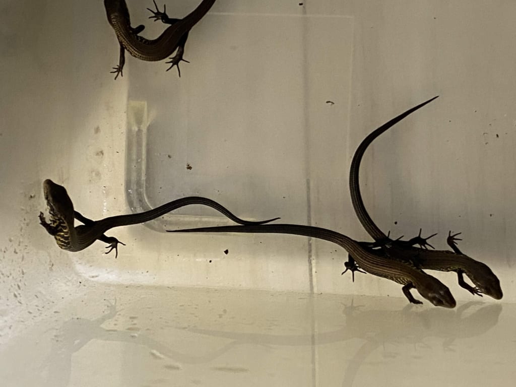 モレレットアリゲータートカゲ2019CB