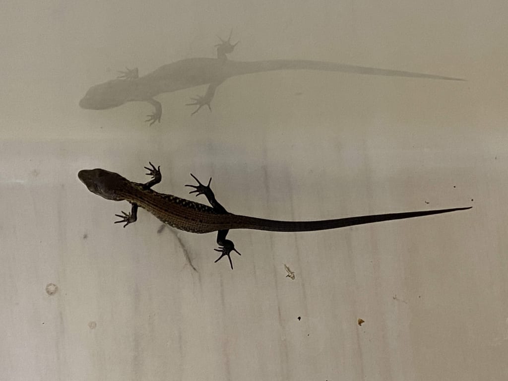 モレレットアリゲータートカゲ2019CB