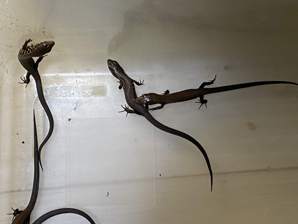 モレレットアリゲータートカゲ2019CB