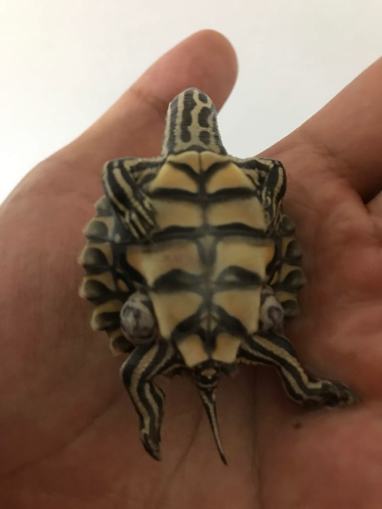 空気が冷えたために亡くなったワモンチズガメ（ベビー）