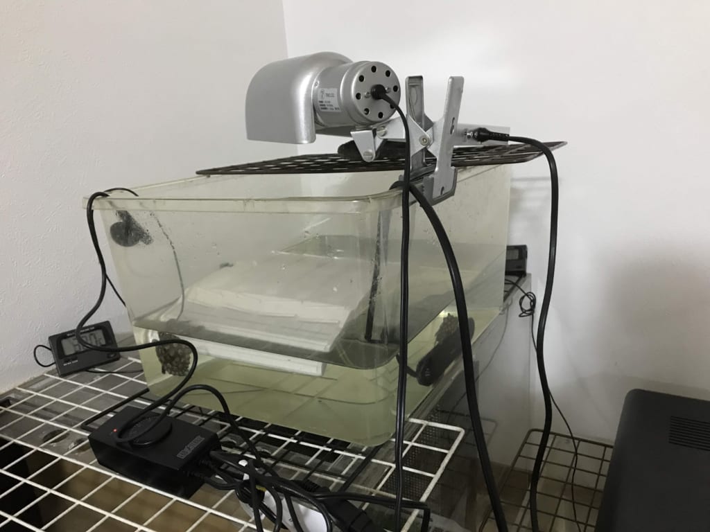 子ガメ飼育環境