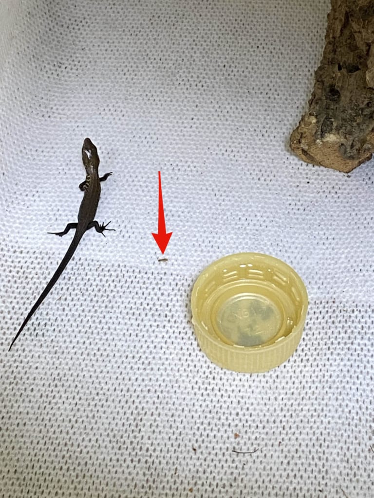 モレレットアリゲータートカゲ（ベビー）の餌（イエコオロギ PHサイズ）