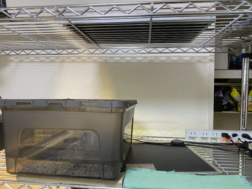 子ガメ飼育環境