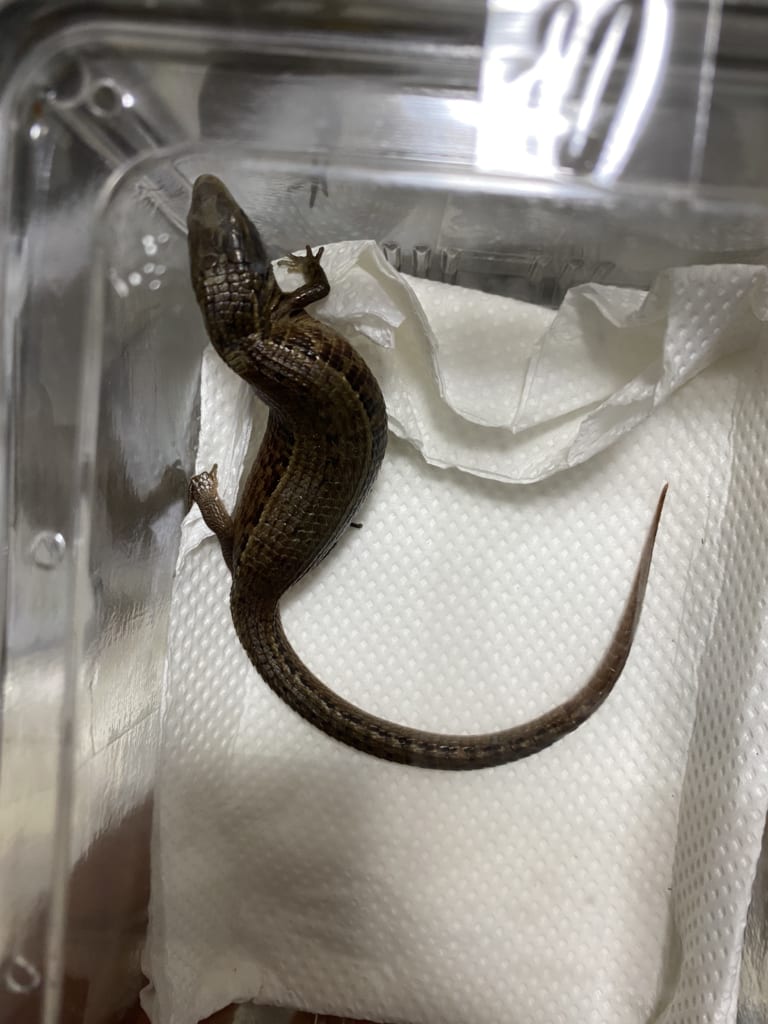 WC モレレットアリゲータートカゲ（Mesaspis moreletii）メス