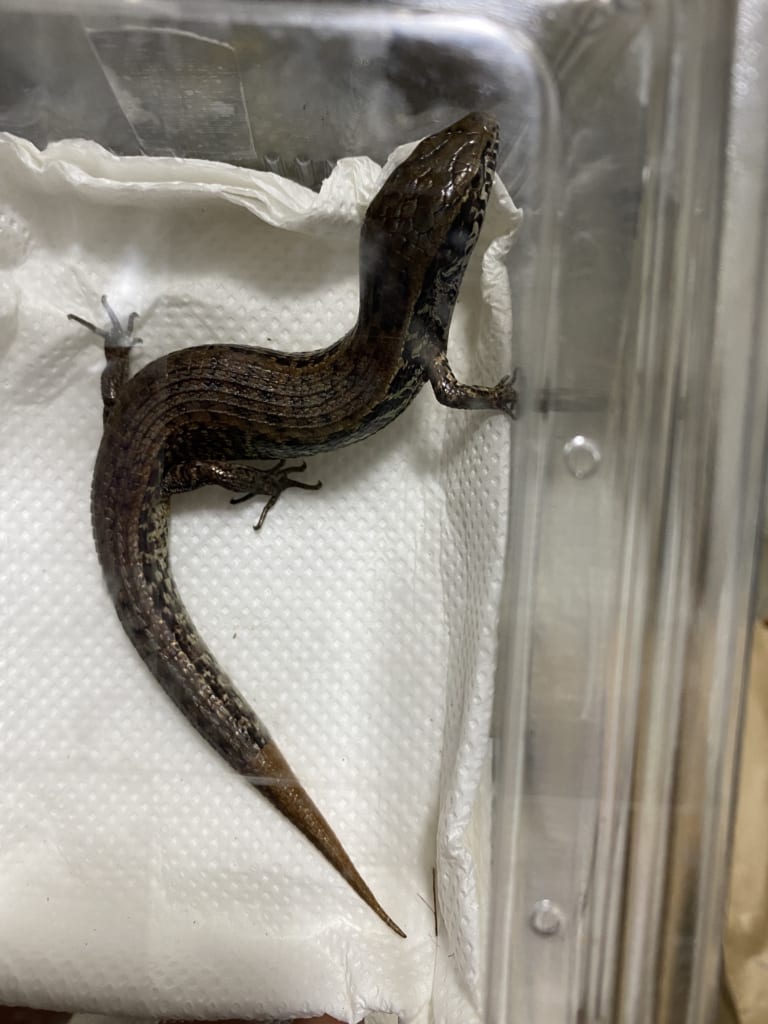 WC モレレットアリゲータートカゲ（Mesaspis moreletii）オス