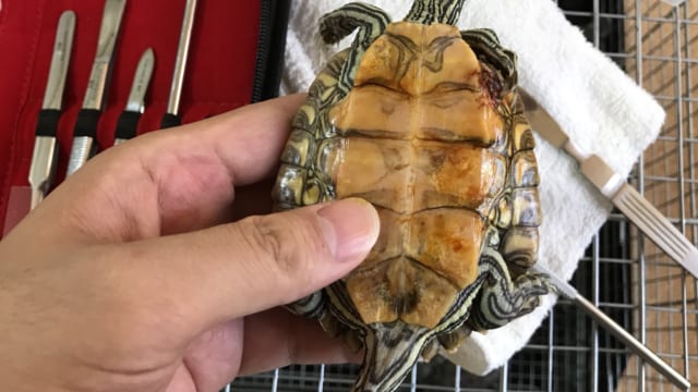 キマダラチズガメシェルロットの除去手術