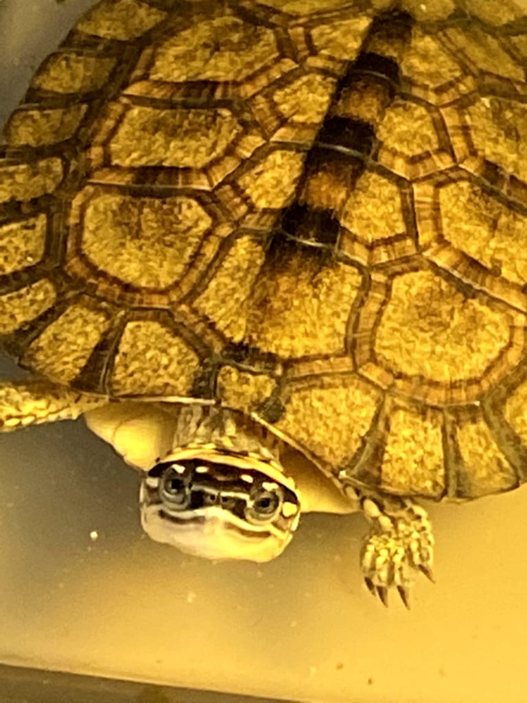 20191022カンムリヤマガメ2