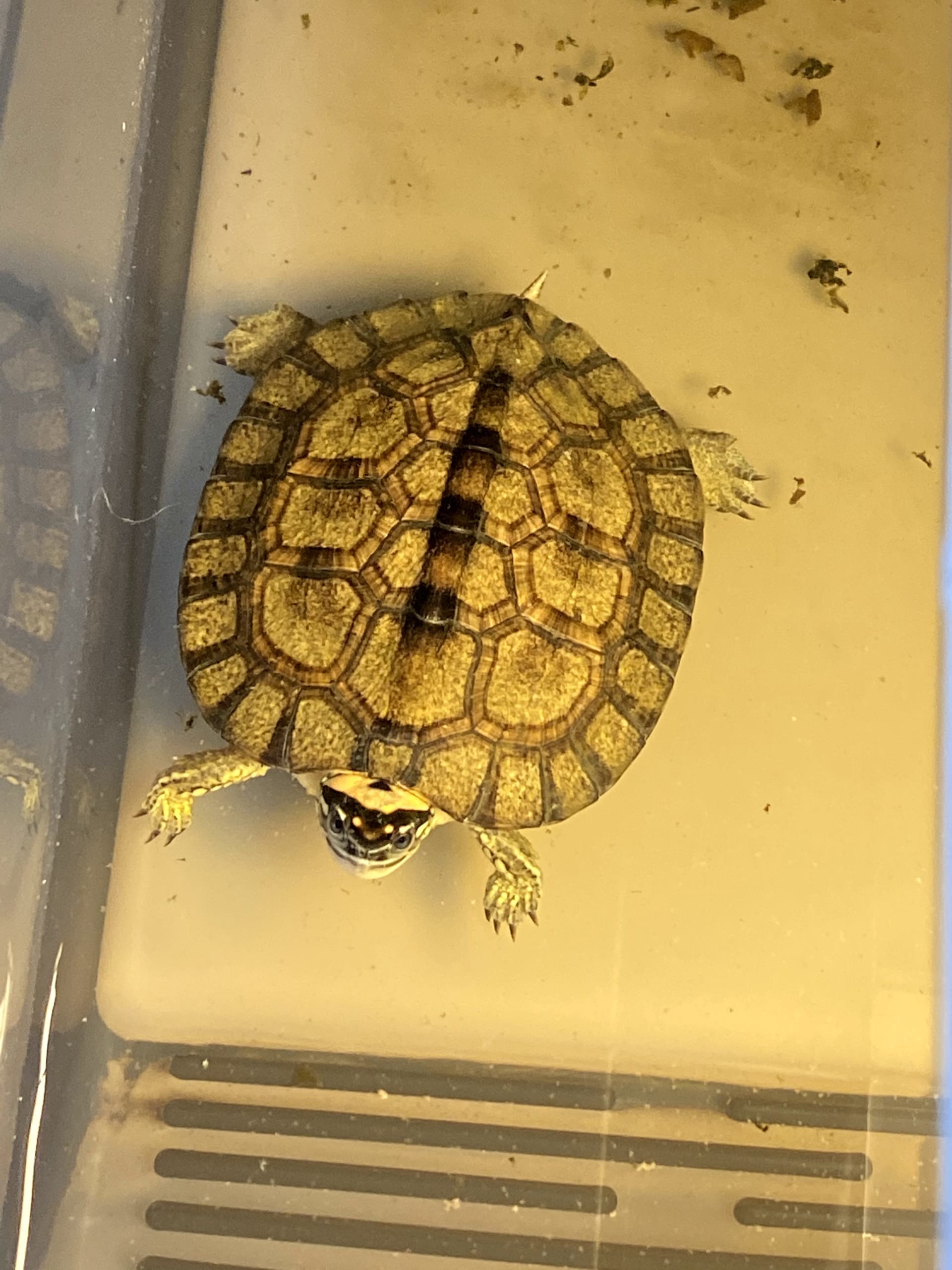 カンムリヤマガメ ひと目惚れして飼育開始 もちろん繁殖目指します たなの生き物飼育記録