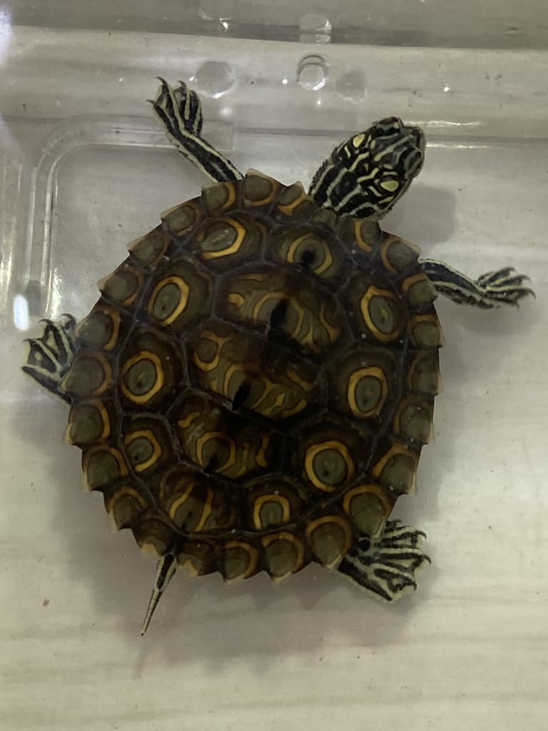 自家産2019CBワモンチズガメ(TSDメス)