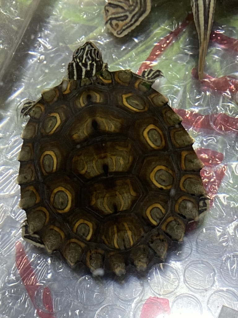 自家産2019CBワモンチズガメ(TSDメス)