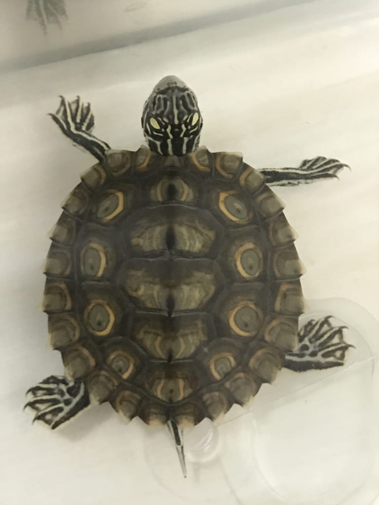 自家産2019CBワモンチズガメ(TSDメス)