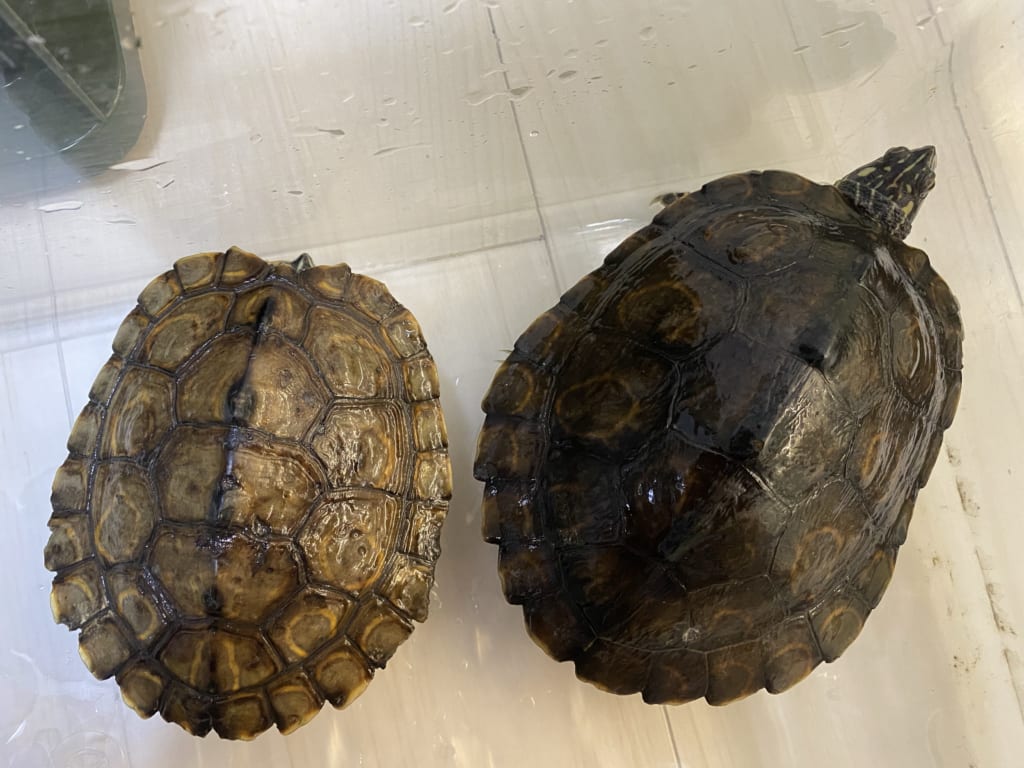 ワモンチズガメ(スペインCB)2019年現在2