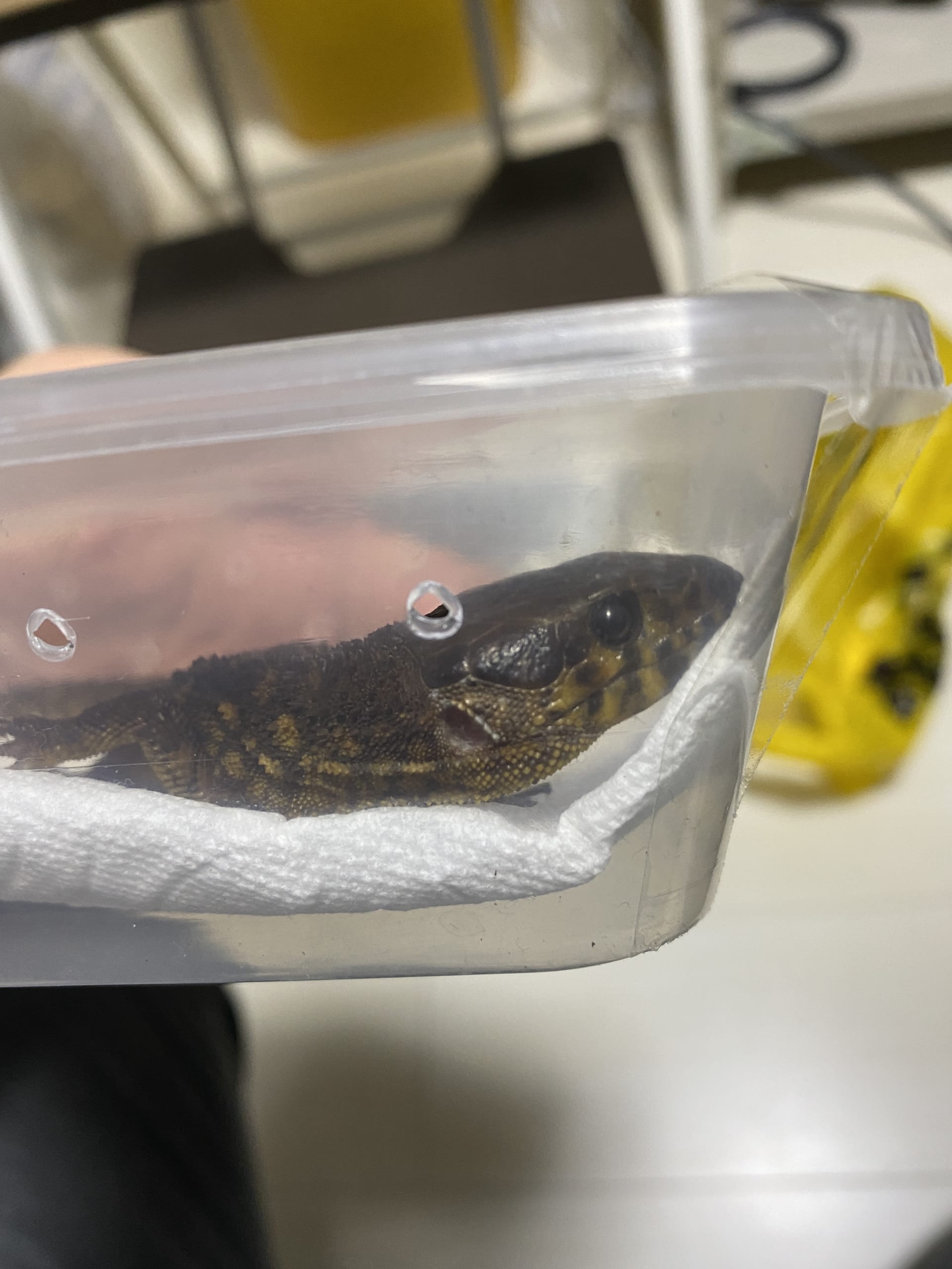 イボヨルトカゲ】トカゲ第三弾！「Lepidophyma flavimaculatum」飼育