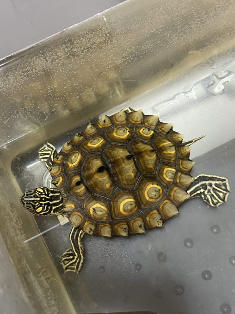 ワモンチズガメ2019CB♀