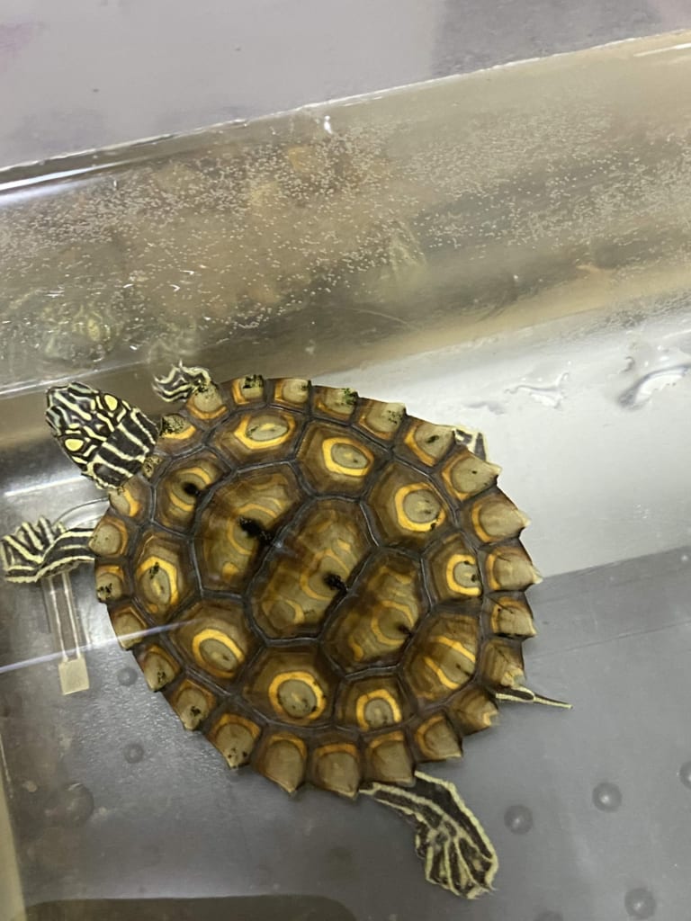ワモンチズガメ2019CB♀