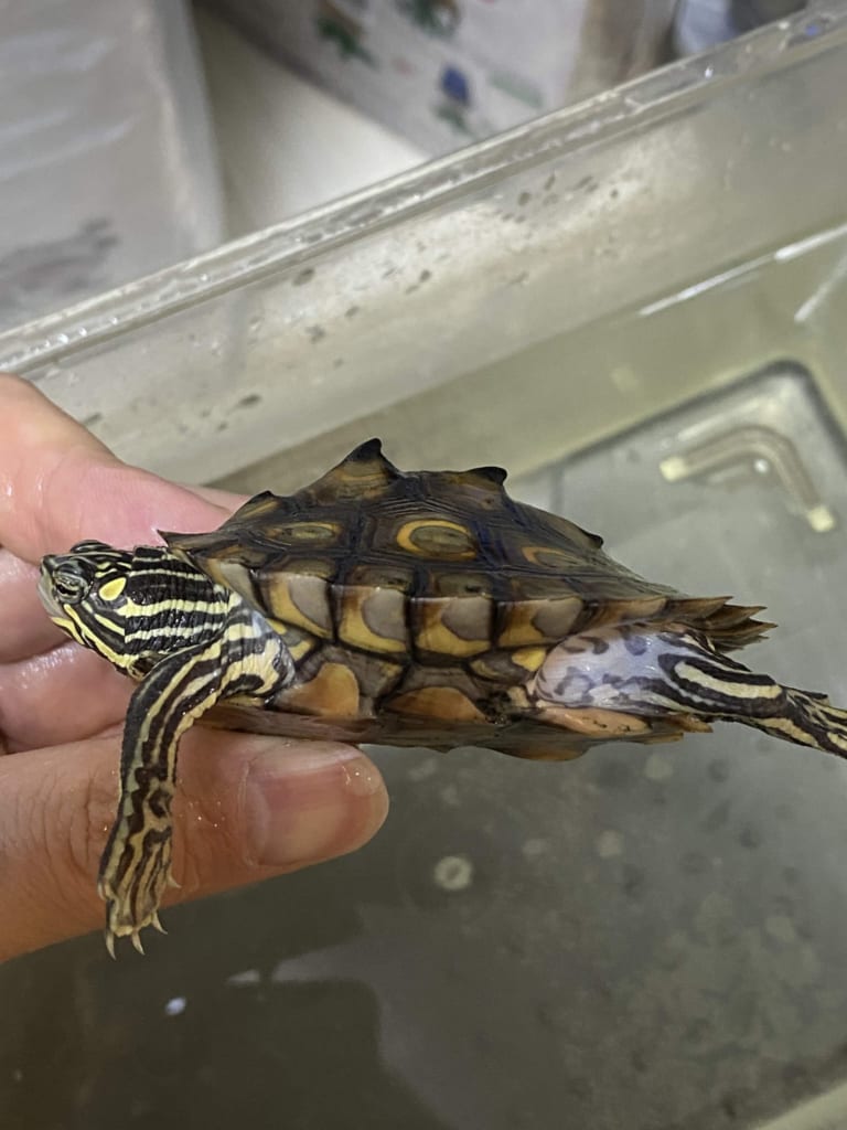 ワモンチズガメ2019CB♀