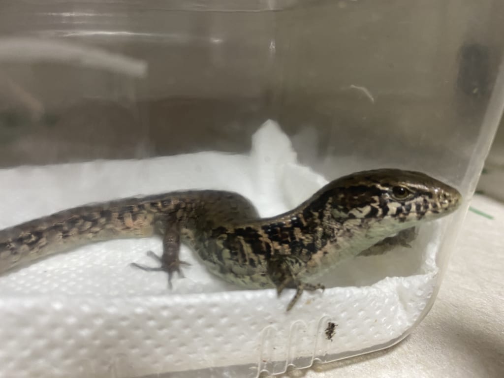 WC モレレットアリゲータートカゲ(Mesaspis moreletii)オス