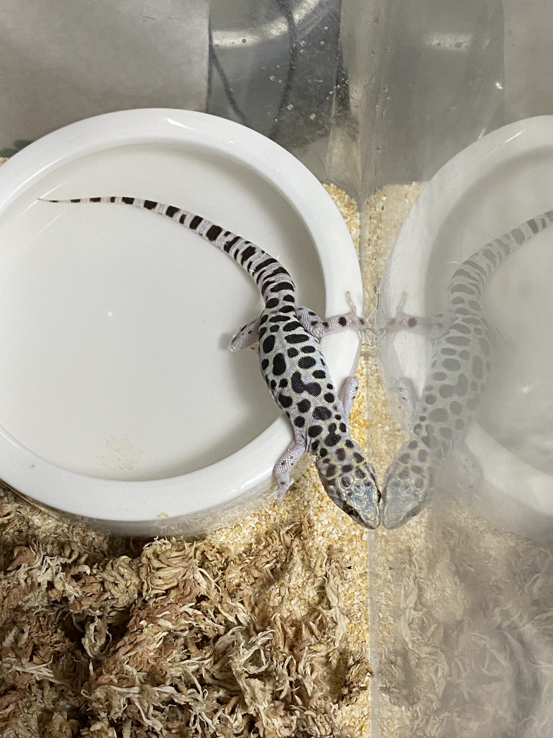 ミカゲヨアソビトカゲ】飼育していて気がついたことメモ｜たなの
