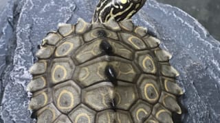 ワモンチズガメ2019CB(スイス系統)TSDメス