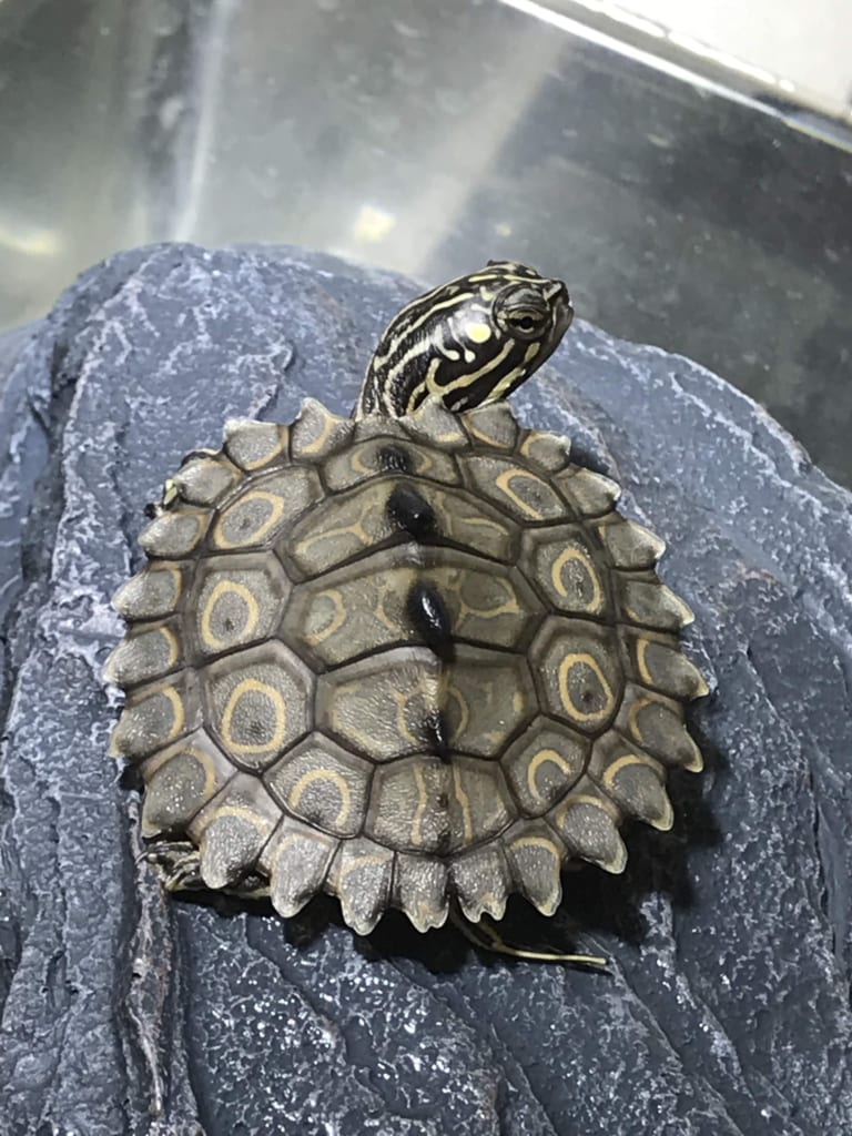 ワモンチズガメ2019CB(スイス系統)TSDメス