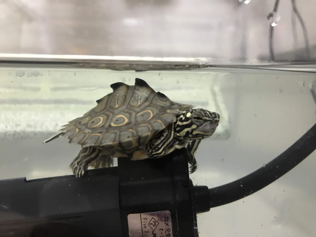 ワモンチズガメ2019CB(スイス系統)TSDメス