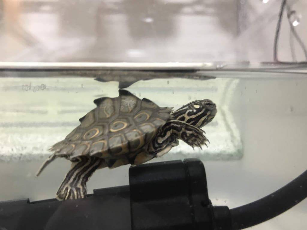 ワモンチズガメ2019CB(スイス系統)TSDメス