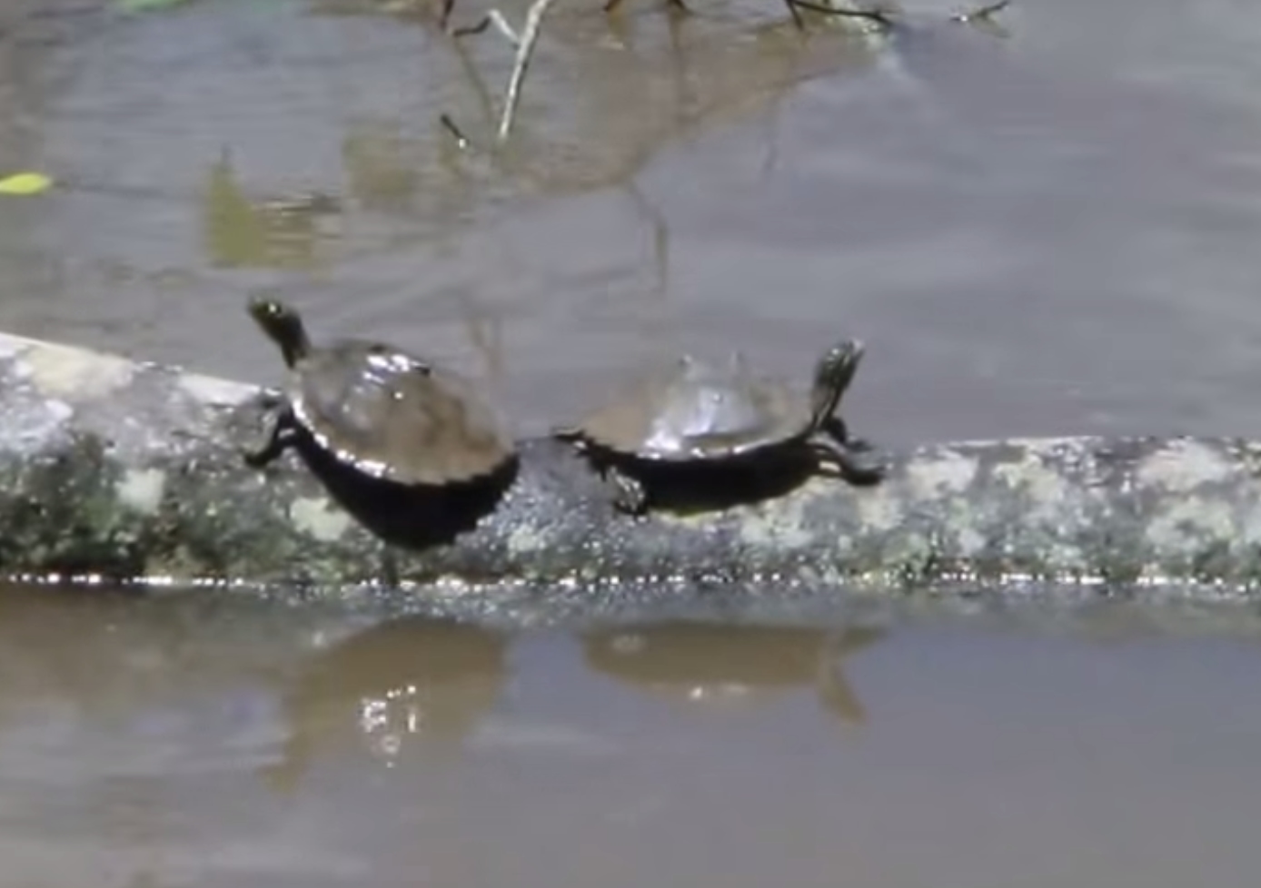 ワモンチズガメ Wcのワモンチズガメはこういうところに生息しているんだよ Youtube たなの生き物飼育記録