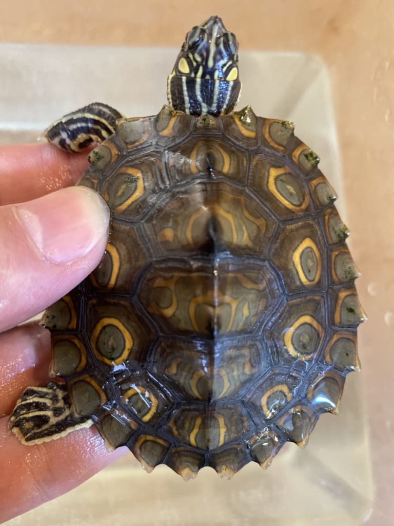 ワモンチズガメ