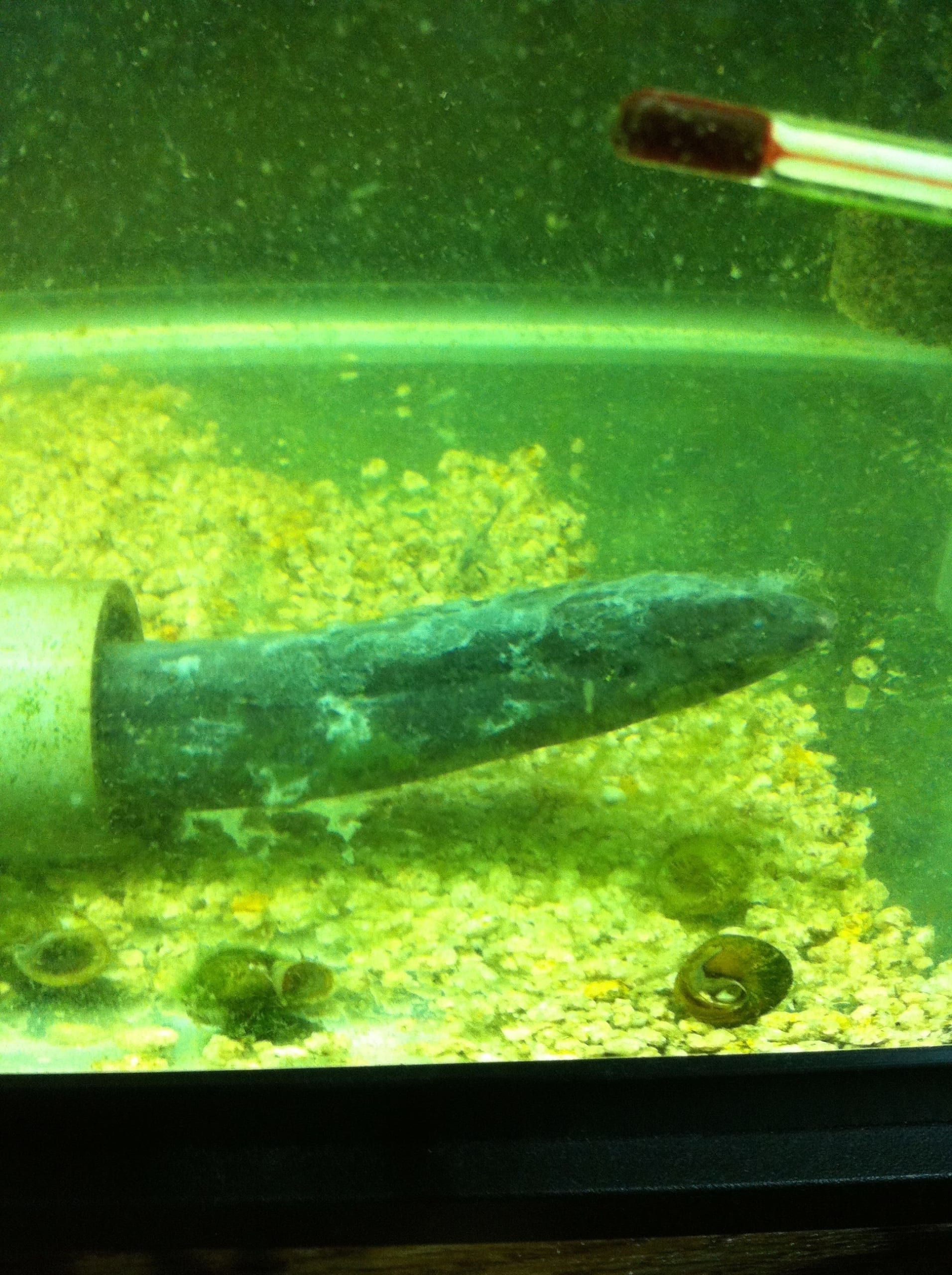 肺魚】3月になるといつも思い出す311震災と許せぬ東京電力｜た