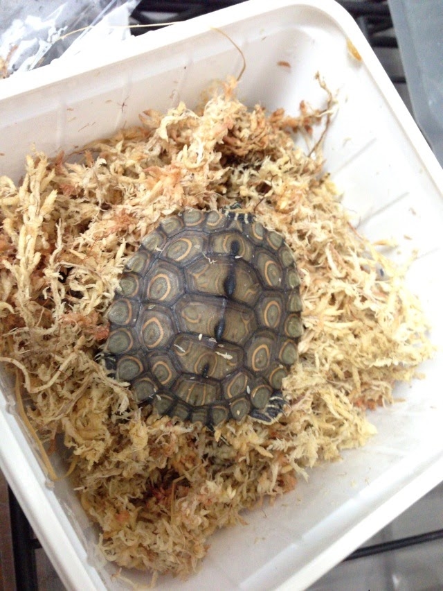 ワモンチズガメ