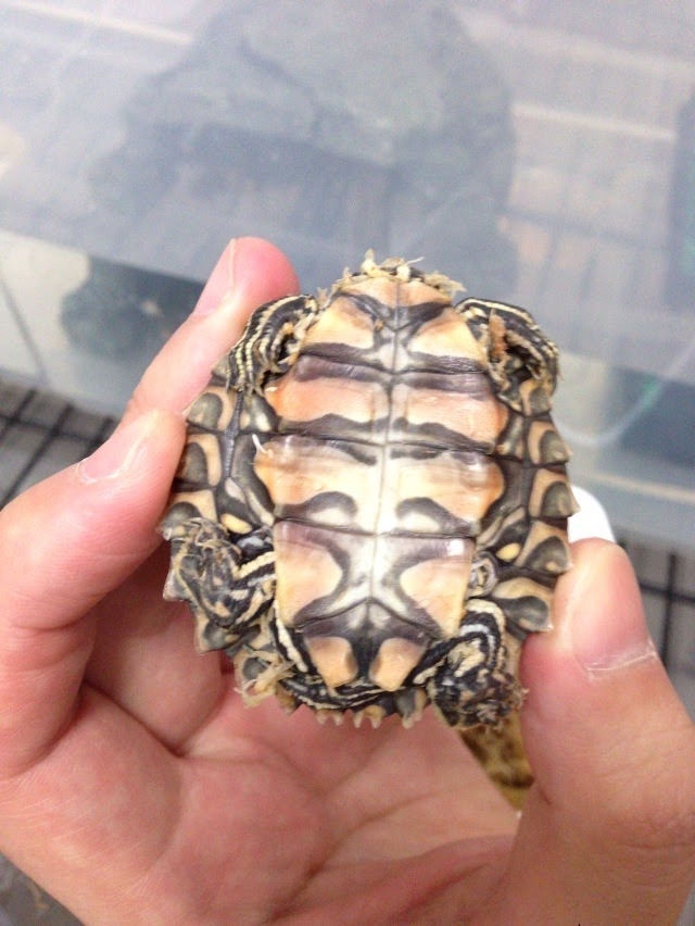 ワモンチズガメ