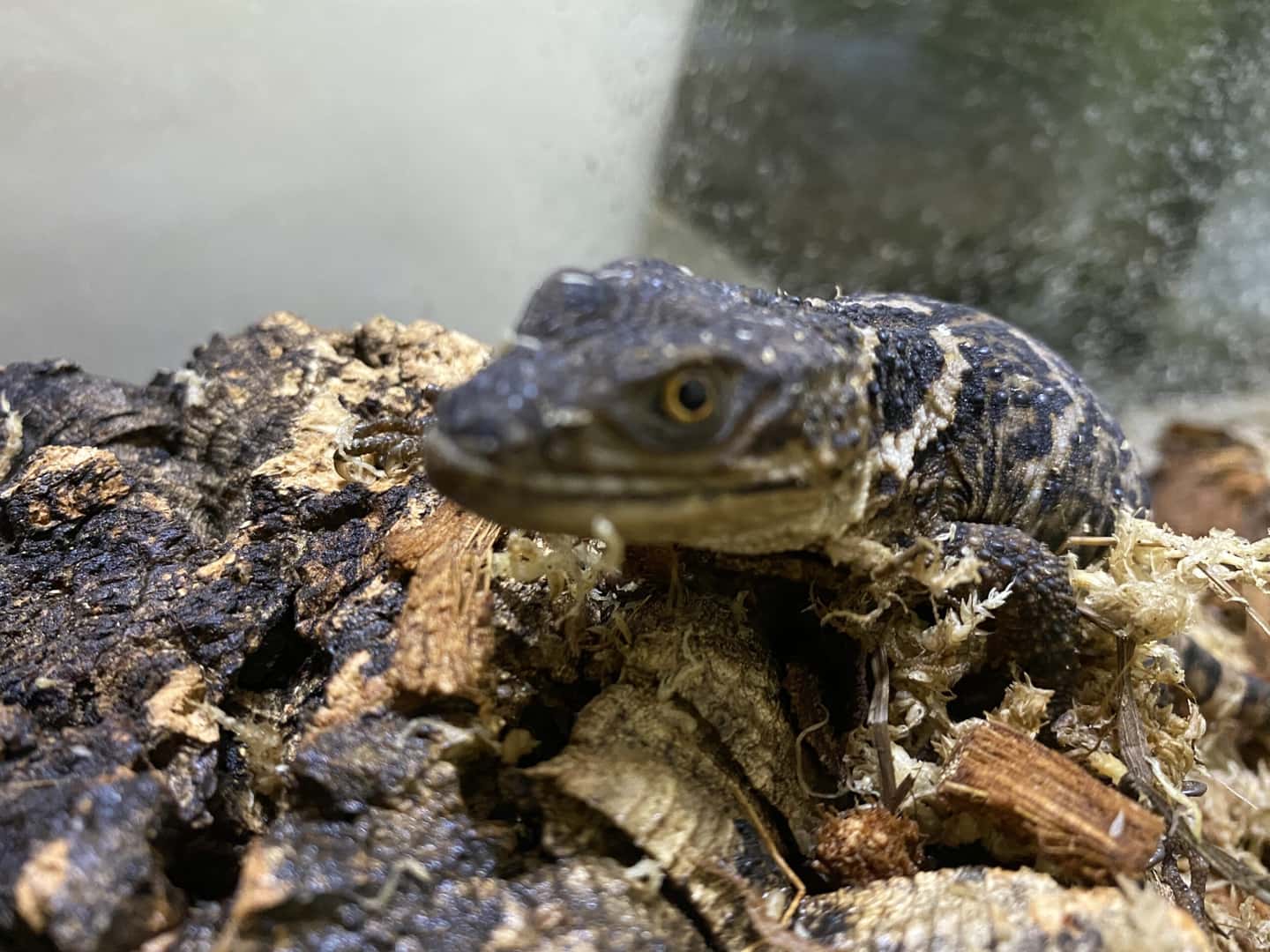 値下げしました☆バリ島の木のトカゲ キタアオジタトカゲ キャラメル 販売 エキゾチックサプライ 大阪